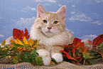 Siberian Forest Cat