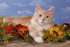 Siberian Forest Cat