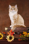 Siberian Forest Cat sitting on case