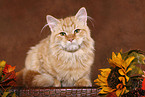 young Siberian Forest Cat