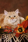 young Siberian Forest Cat