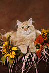 young Siberian Forest Cat