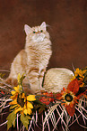 young Siberian Forest Cat