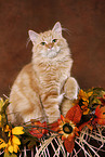 young cat giving paw