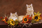 two young Siberian Forest Cats