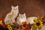 two young Siberian Forest Cats