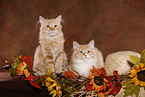 two young Siberian Forest Cats