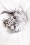 Siberian kitten