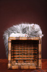 Siberian kitten