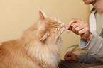 cat gets treat