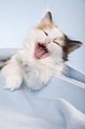 lying Siberian Cat