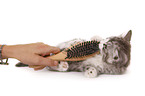 lying Siberian Cat
