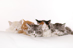lying Siberian Cat