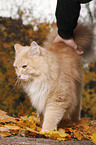Siberian cat