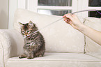 Siberian kitten