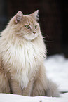 Siberian Cat