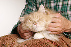 siberian cat