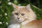 Siberian Forest Cat