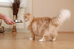 Siberian forestcat is getting food