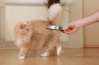 Siberian forestcat is getting food