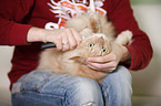 Siberian Cat