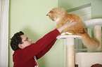 Siberian Cat
