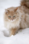 Siberian Cat