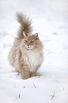 Siberian Cat
