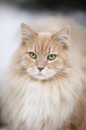 Siberian Cat Portrait