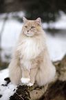 sitting Siberian Cat