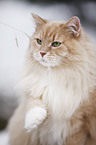 Siberian Cat