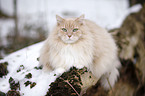 Siberian Cat