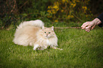 playing Siberian Cat