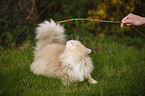 playing Siberian Cat