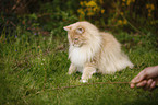 playing Siberian Cat