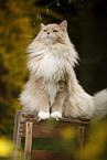 Siberian Forest Cat