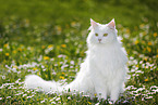 Siberian Cat sitting on flower meadow