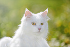 Portrait of a Siberian Cat