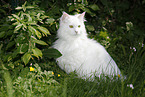white Siberian Cat