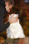 man and Siberian Cat