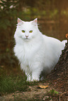 Siberian Cat