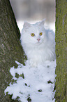 Siberian Cat in winter