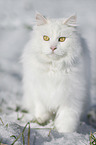 Siberian Cat in winter