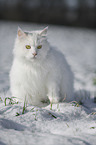 Siberian Cat in winter