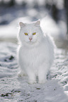 Siberian Cat in winter