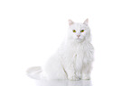 sitting Siberian Forest Cat