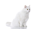 sitting Siberian Forest Cat