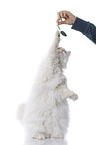 playing Siberian Forest Cat