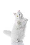 Siberian Forest Cat