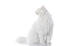 sitting Siberian Forest Cat